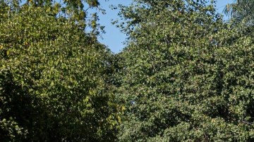 Militares en Sinaloa