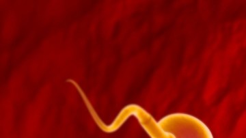 Ciertas épocas del año son más fértiles para los hombres, revela estudio