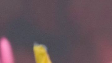 Nicolás Maduro Guerra confía en que sus padres regresarán muy pronto a Venezuela.
