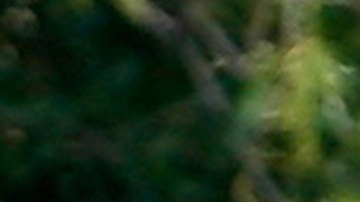 In this Friday, Oct. 23, 2015, photo a California black bear roams in Three Rivers, Calif. Tourists hoping to see a bear in Sequoia National Park this fall probably stand a better chance spotting one in this tiny town at the parks entrance. Three Rivers is literally crawling with hungry bears driven down from the mountains by drought in search of food to fatten up for the winter. The four-year drought shriveled the berry crop in the Sierra Nevada and oaks on parched hillsides produced fewer acorns, forcing the bears into the valleys carved by the branches of the Kaweah River that give this town its name. (AP Photo/Brian Melley)