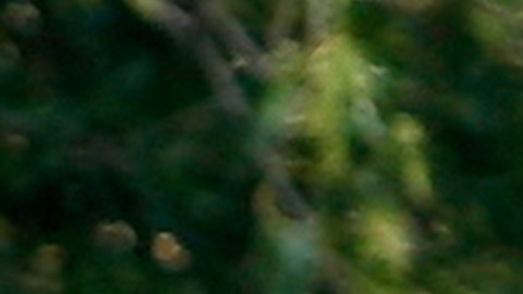 In this Friday, Oct. 23, 2015, photo a California black bear roams in Three Rivers, Calif. Tourists hoping to see a bear in Sequoia National Park this fall probably stand a better chance spotting one in this tiny town at the parks entrance. Three Rivers is literally crawling with hungry bears driven down from the mountains by drought in search of food to fatten up for the winter. The four-year drought shriveled the berry crop in the Sierra Nevada and oaks on parched hillsides produced fewer acorns, forcing the bears into the valleys carved by the branches of the Kaweah River that give this town its name. (AP Photo/Brian Melley)