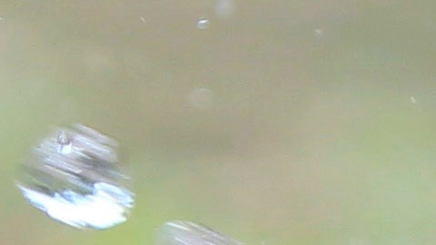 A rescued pit bull catches drops of water from a volunteer of the Philippine Animal Welfare Society (PAWS) Tuesday, April 3, 2012 at a coffee farm lot in San Pablo city, Laguna province, south of Manila, Philippines. Dozens of pit bulls, rescued from a dogfighting ring will be put down starting Tuesday by the animal welfare activists who said there are no facilities to rehabilitate them and prevent them from again being used in underground arenas. (AP Photo/Bullit Marquez)