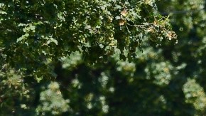 Policía de Cleveland