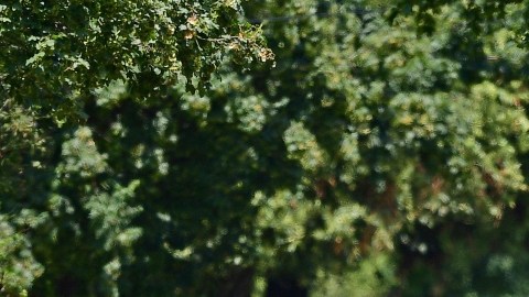 Policía de Cleveland