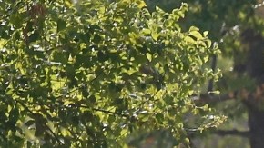 Policía de Oklahoma