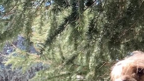 Personal del condado de Los Ángeles muestra uno de los perros rescatados en Lake Hughes.