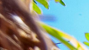 A rattlesnake sits outside his hole during a rattlesnake hunt near Opp, Ala., Tuesday, March 8, 2010. (AP Photo/Dave Martin)