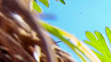 A rattlesnake sits outside his hole during a rattlesnake hunt near Opp, Ala., Tuesday, March 8, 2010. (AP Photo/Dave Martin)