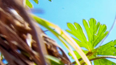 A rattlesnake sits outside his hole during a rattlesnake hunt near Opp, Ala., Tuesday, March 8, 2010. (AP Photo/Dave Martin)