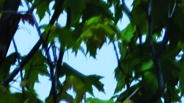 Sesame Street Party Parade (1)