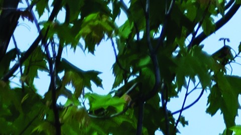 Sesame Street Party Parade (1)