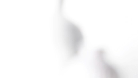 Consumir té negro varias veces al día puede ayudar a reducir la inflamación en el cuerpo