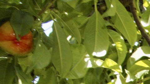 Teresa Vazquez picks nectarines at a Sand Hills Farms orchard on Thursday, May 13, 2004, in Arvin, Calif. Vazquez is one of the 13 farm workers who went to the hosipital after being exposed to pesticides that were sprayed at a nearby field. (AP Photo/Damian Dovarganes)