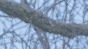 What Happens at Night Martin Scorsese Apple TV