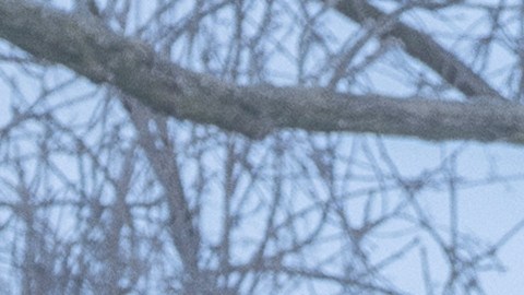 What Happens at Night Martin Scorsese Apple TV