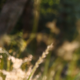 Persona asustada durante una caminata en un sendero de California mirando algo en el suelo sin identificar, posible encuentro con un animal peligroso.