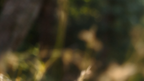 Persona asustada durante una caminata en un sendero de California mirando algo en el suelo sin identificar, posible encuentro con un animal peligroso.