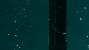 Pez cerca de una barrera eléctrica submarina en un río de Estados Unidos diseñada para frenar especies invasoras