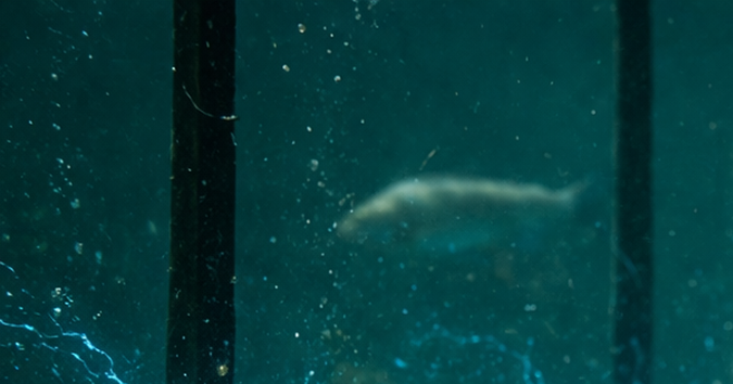 Pez cerca de una barrera eléctrica submarina en un río de Estados Unidos diseñada para frenar especies invasoras