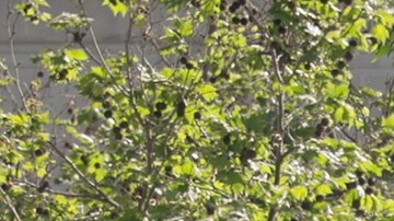 Un globo gigante inflable de Donald Trump es transportado en la manifestación No Kings frente al centro de LA.