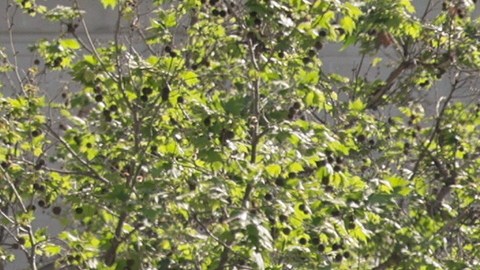 Un globo gigante inflable de Donald Trump es transportado en la manifestación No Kings frente al centro de LA.