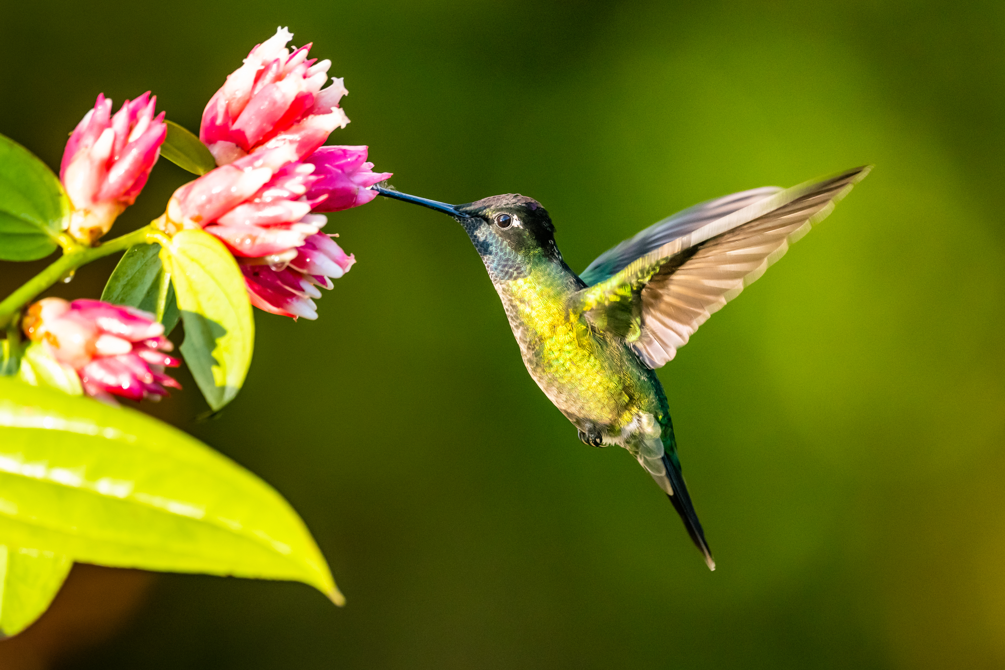 Qué significa ver un colibrí en casa - La Opinión