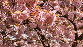 Parque en Estados Unidos con árboles en flor y personas caminando durante un día soleado de primavera