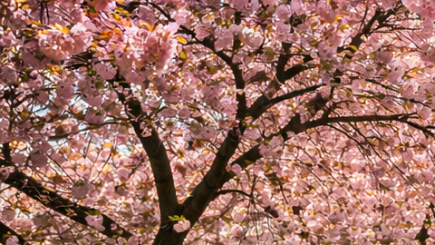 Parque en Estados Unidos con árboles en flor y personas caminando durante un día soleado de primavera