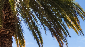 Edificio moderno de apartamentos en California con palmeras y skyline urbano al fondo