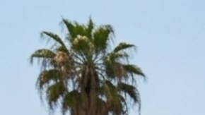 La legislación estatal busca evitar situaciones que puedan poner en riesgo el bienestar del animal, por ejemplo: temperaturas extremas o estrés.