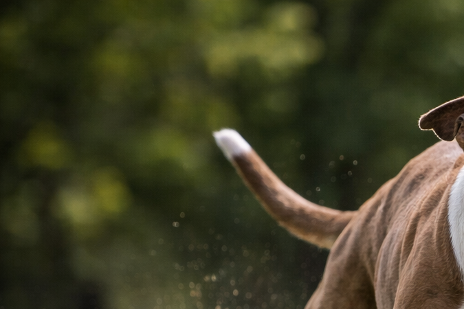 Perro pitbull corriendo suelto en un parque con expresión agresiva y dientes visibles.