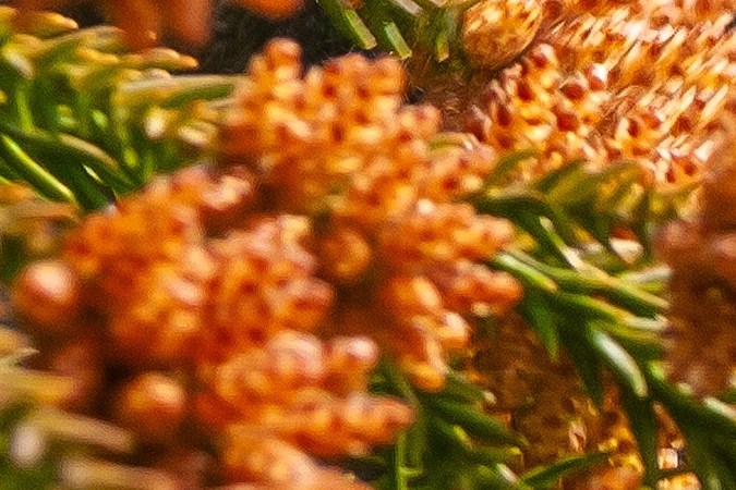 El polen es un polvo fino amarillento, esencial para la polinización y reproducción vegetal, transportándose por el viento, agua o insectos.