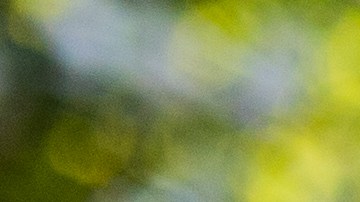 Aunque logró escapar de las llamas, la mascota murió dentro de la vivienda tras intentar salir.