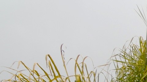 Familiares de donadores y receptores se unen en una caminata.