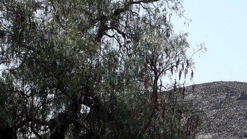 El centro turístico mexicano de Teotihuacán amanece cerrado y sin seguridad tras tiroteo