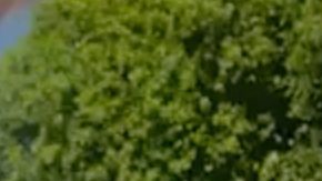 Woods se negó a hacerse un examen de orina.