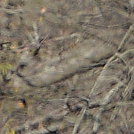 Mueren ocho niños de entre uno y catorce años en tiroteo masivo en Luisiana