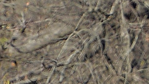 Mueren ocho niños de entre uno y catorce años en tiroteo masivo en Luisiana