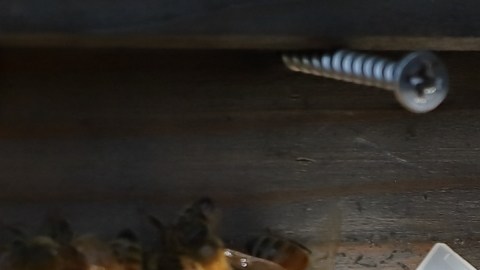 La picadura más dolorosa del mundo: seguro preferirás que te golpee Mike Tyson o que te apliquen un martillo neumático en los riñones