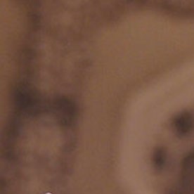 Dan Bongino, exdirector del FBI