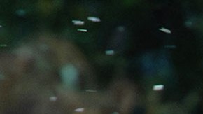 Donald Trump, presidente estadounidense