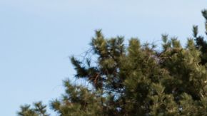 Ford F-150 Roush Nitemare 2026