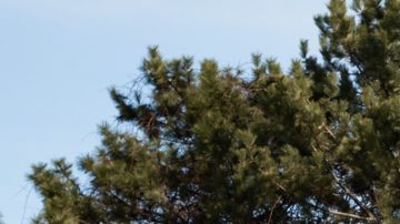 Ford F-150 Roush Nitemare 2026