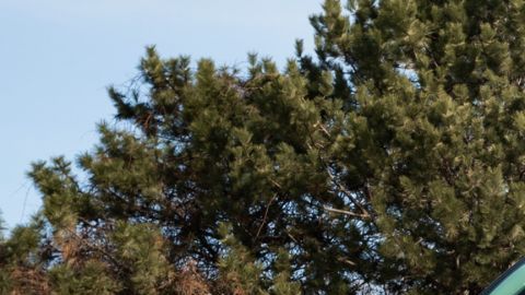 Ford F-150 Roush Nitemare 2026