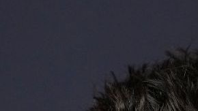Harry Styles y Zoë Kravitz