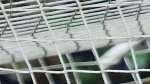 San Luis Potosí, San Luis Potosí, 17 de abril de 2026. , durante el partido correspondiente a la jornada 15 del torneo Clausura 2026 de la Liga BBVA MX, entre el Atlético San Luis y los Pumas de la UNAM, realizado en el estadio Libertad Financiera. Foto: Imago7/ Olimpia Puga