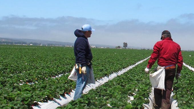 Inmigrantes mexicanos en los campos de cultivo estadounidenses