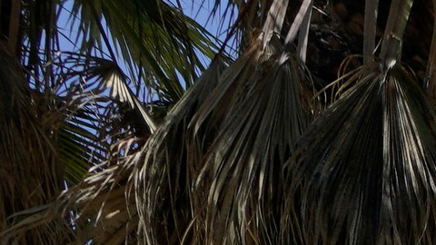 FILE - A Los Angeles Police Department vehicle is parked outside the LAPD headquarters in downtown Los Angeles on July 8, 2022. On Thursday, June 22, 2023, the Supreme Court of California ruled that police are not immune from civil lawsuits for misconduct that happens during investigations. (AP Photo/Damian Dovarganes, File)
