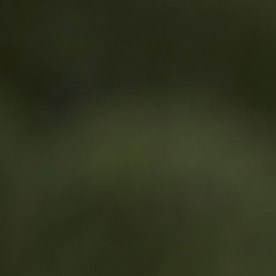 Tom Homan, zar fronterizo