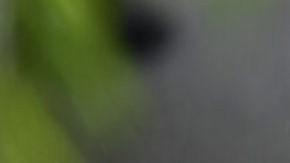 Ty Cobb, abogado que trabajó la administración Trump en 2017